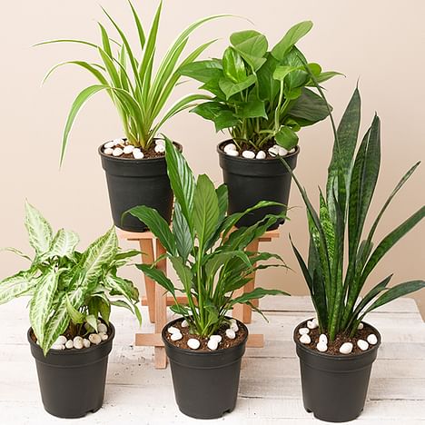 download free best indoor plants