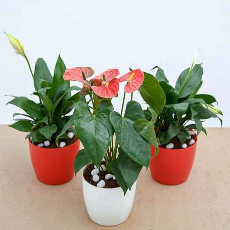 Top 3 Flowering Indoor Plants to Purify Air – Mangomeadows – Best ...