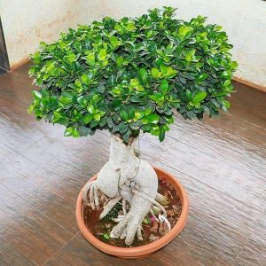 Mangomeados-nursery-plants-ficus-panda-bonsai-plant