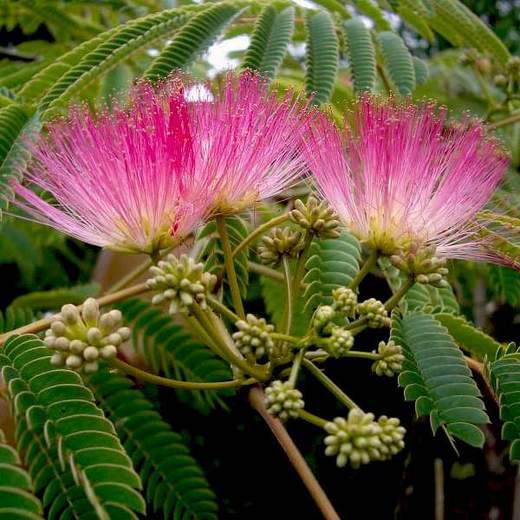 Albizia Julibrissin Pink Siris Plant Mangomeadows Best Nursery In Plants In Kerala