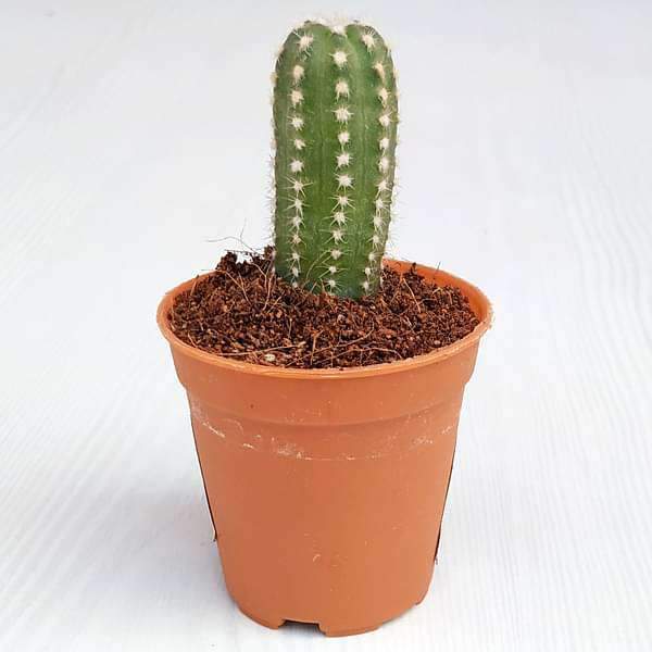 Echinopsis Species Cactus Plant Mangomeadows Best Nursery In Plants In Kerala