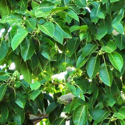 Ficus Amplissima, Ficus Indica Willd, Ficus Tsiela Roxb, Piper, Pipali ...