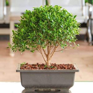 mangomeadows-nursery-plants-ficus-microcarpa-bonsai-plant