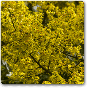 golden koelreuteria paniculata nurserylive