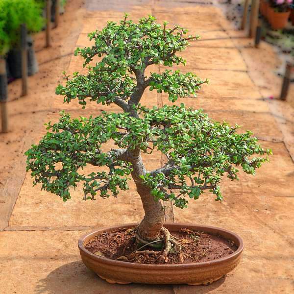 mangomeadows-nursery-plants-jade-bonsai-formal-upright-style-plant