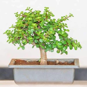 mangomeadows-nursery-plants-jade-bonsai-plan