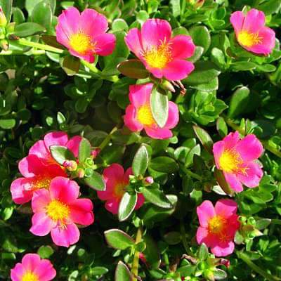 Portulaca Oleracea 10 O Clock Pink Plant Mangomeadows Best Nursery In Plants In Kerala