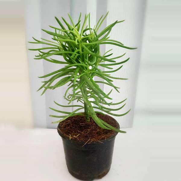 Succulent Bush Senecio Senecio Barbertonicus Succulent Plant Mangomeadows Best Nursery In Plants In Kerala