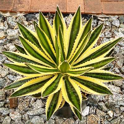 Agave lophantha, Ghaypat – Succulent Plant – Mangomeadows – Best ...