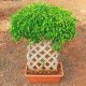 mangomeadows-plants-ficus-bonsai-vertical-braided-arrangement-plant