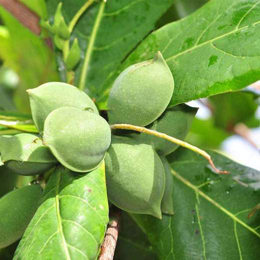 Ovocie indického mandľového stromu