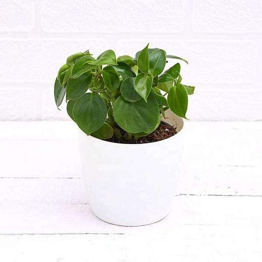 Cupid Peperomia, Peperomia scandens (Green) – Succulent Plant ...