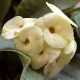 mangomeadows-nursery-plants-euphorbia-ivory-white-succulent-plant
