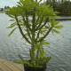 mangomeadows-nursery-plants-euphorbia-neriifolia-succulent-plant