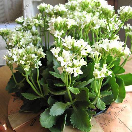 Kalanchoe (White) – Plant – Mangomeadows – Best Nursery in plants in Kerala