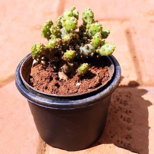 Opuntia Species Cactus Plant Mangomeadows Best Nursery In Plants In Kerala