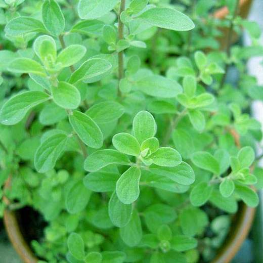 Origanum Majorana, Marjoram, Marwa – Plant – Mangomeadows – Best ...