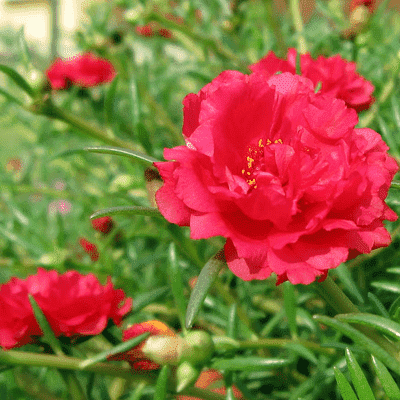 Portulaca 9 O Clock Red Plant Mangomeadows Best Nursery In Plants In Kerala