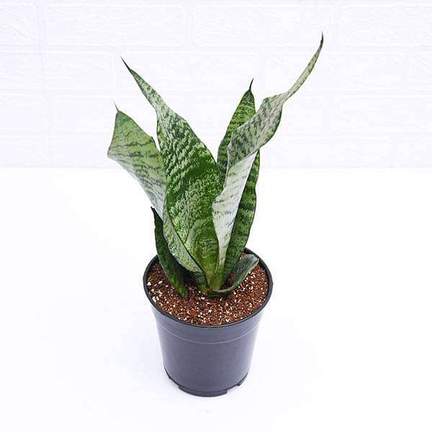 sansevieria zeylanica