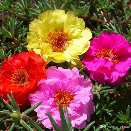 Portulaca 9 O Clock Any Color Plant Mangomeadows Best Nursery In Plants In Kerala