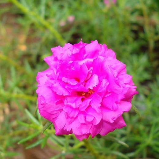 Portulaca 9 O Clock Pink Plant Mangomeadows Best Nursery In Plants In Kerala