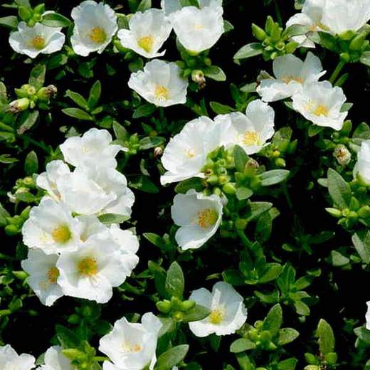 Portulaca Oleracea 10 O Clock White Plant Mangomeadows Best Nursery In Plants In Kerala