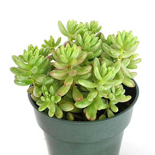 Sedum Rubrotinctum Pork And Beans Succulent Plant Mangomeadows Best Nursery In Plants In 9191