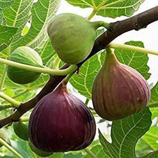 Best Fruit Tree Nursery - 10 Fruit Trees Good To Grow In The Uae - Our fruit tree selection offers some of the best in disease resistance and adaptability.