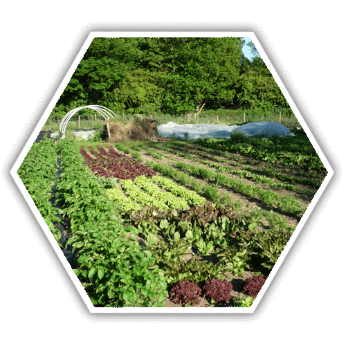 Organic Farming