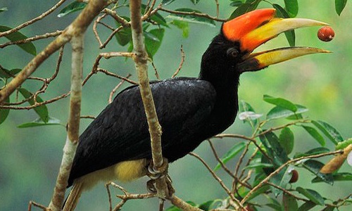 Pathiramanal-Bird-Sanctuary