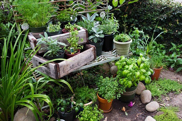 herbal garden